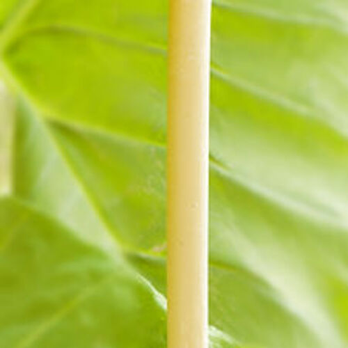 필리핀 일록마리아 Beeswax Colonial Taper Candle - 밀랍 식민지형 테이퍼 캔들 약 95g