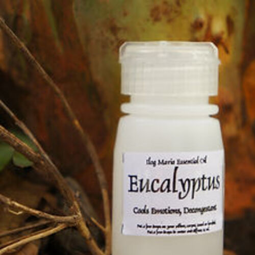 필리핀 일록마리아 Eucalyptus Aromatherapy Oil - 유칼립투스 아로마 오일