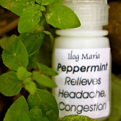 필리핀 일록마리아 Peppermint Aromatherapy Oil - 페퍼민트 아로마 오일 12-13ml