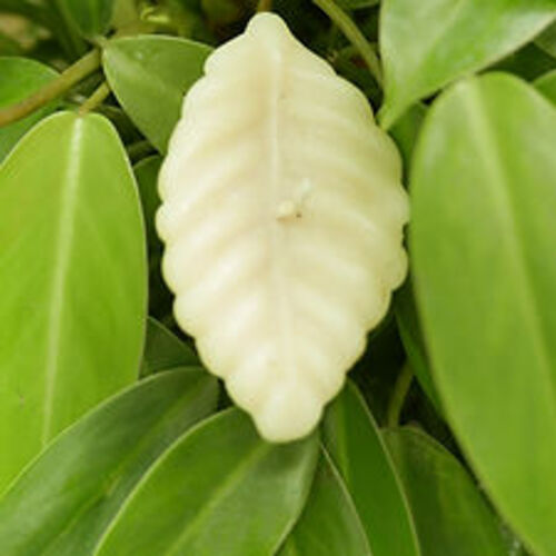 필리핀 일록마리아 Small Leaf Candle - 작은 잎 캔들