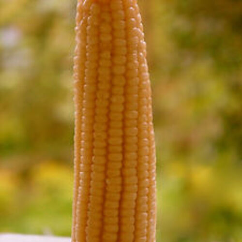 필리핀 일록마리아 Corn Candle - 옥수수 캔들