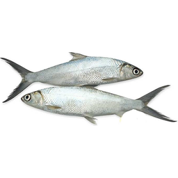 Fishta Bangus | kg