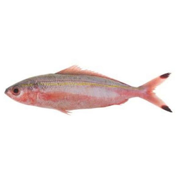 Fishta Dalagang Bukid Bilog | kg