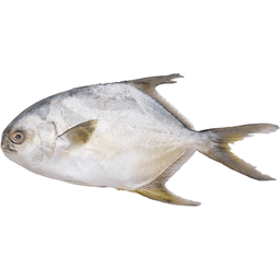 Fishta Pampano | kg