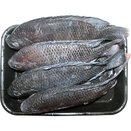 Fishta Tilapia Large | kg
