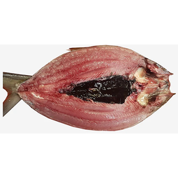 GS Bangus Jumbo Boneless | pc