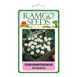 RAMGO Consumer Flower Seeds Chrysanthemum Snowland | pack
