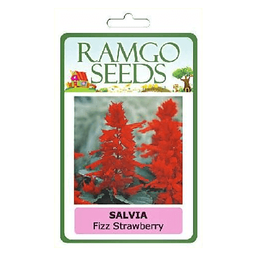 RAMGO Consumer Flower Seeds Salvia Fizz Strawberry | pack